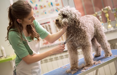 Besuch beim Hundefriseur / Hundesalon