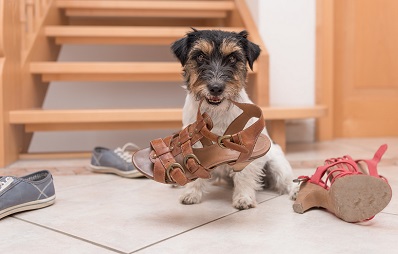 Hund kaut alles an