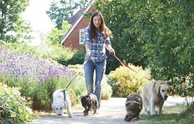 Die Top Hundejobs