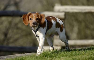 Epagneul Breton