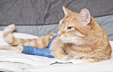 Erste Hilfe für Katzen