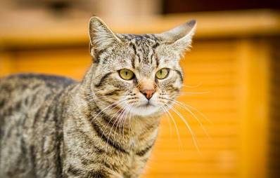 Europäisch Kurzhaar Katze