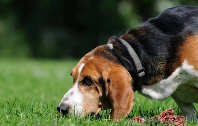 Fährtenarbeit für Hunde