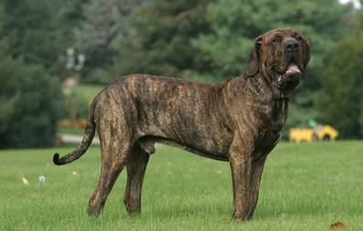 Fila Brasileiro
