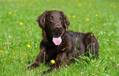Flat coated Retriever