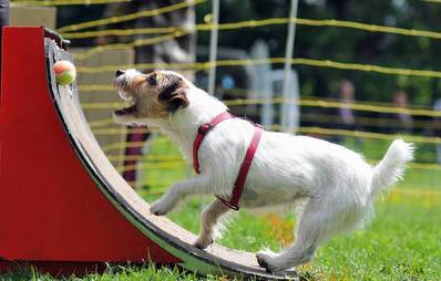 Flyball Hundesport