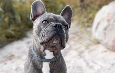 Französische Bulldogge: Rasseporträt und Gesundheit