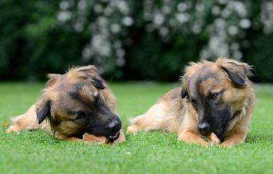 Gefährliche Lebensmittel für Hunde