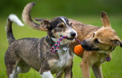 Spielzeug für Haustiere - Trends 2014