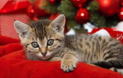 Haustiere sind keine Weihnachtsgeschenke