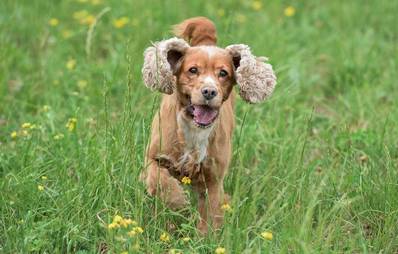 Hitliste der beliebtesten Hundenamen 2012