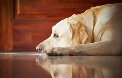 Hunde allein lassen - So klappt's!