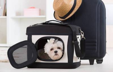 Hunde als Handgepäck