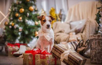 Weihnachtsgeschenk Hund? Bitte nicht!