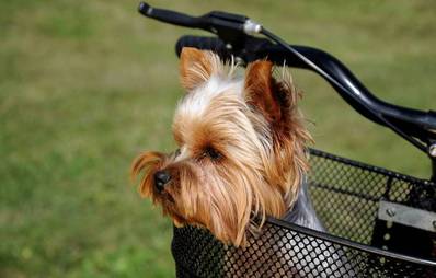 Hund im Fahrradkorb mitnehmen