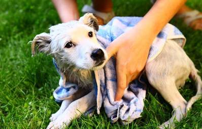 Hund nach dem Waschen richtig trocknen