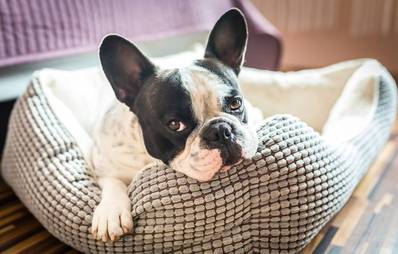 Hund trotz Asthma?