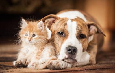 Hund und Katze zusammen halten