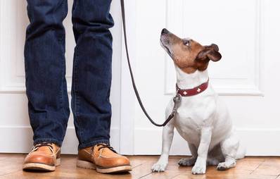 Hunde zu Besuch - gern gesehene Gäste?