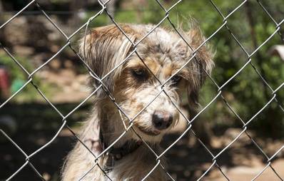 Hunde aus ausländischen Tierheimen nach Deutschland holen