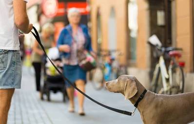 Hunde im Straßenverkehr