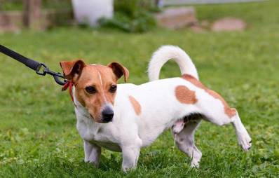 Urin von Hunden: ist er Schädlich für den Rasen?
