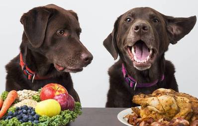 Hundediät: Eine Diät für Hunde