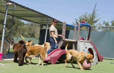 Hundepensionen - professionelle Betreuung für Vierbeiner