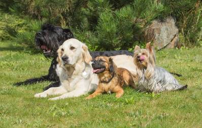 Hunderasse auswählen - eine wichtige Entscheidung