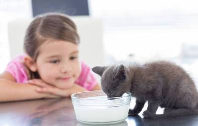Ist Katzenmilch ratsam?