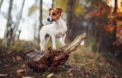Jack Russell Terrier