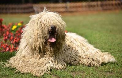 Komondor