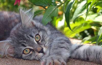 Krallen der Katze