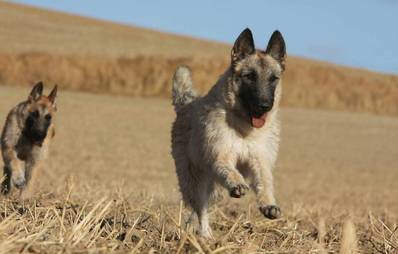 Laekenois -belgischer Schäferhund