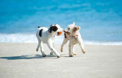 Lagotto Romagnolo Wasserhund