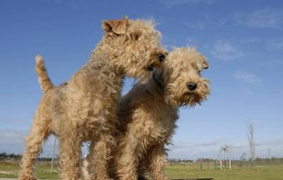 Lakeland Terrier