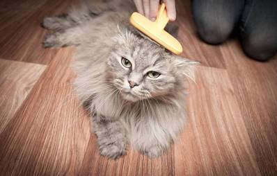 Laminatboden mit Katze