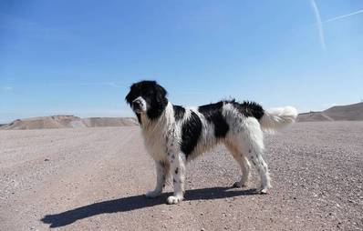 Landseer