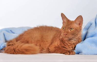 LaPerm - Schmusebacke mit Dauerwelle