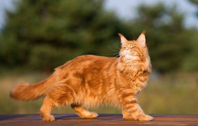 Maine Coon: Rassebeschreibung