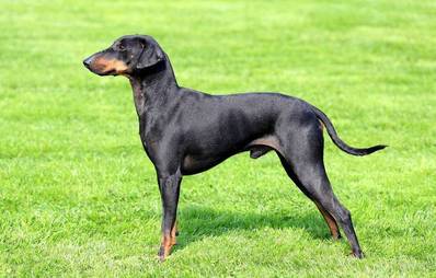 Manchester Terrier