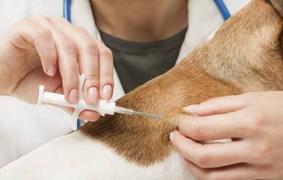 Mikrochip für Hunde