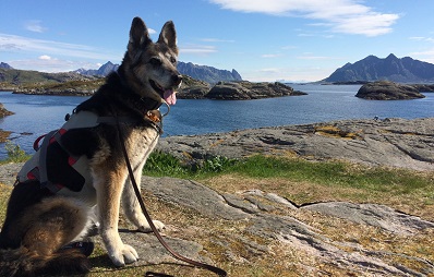 Mit Auto und Hund zum Nordkap reisen