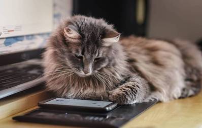 Neues Lieblingsspielzeug für Ihren Vierbeiner