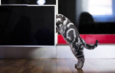 Neugierige Katzen im Internet