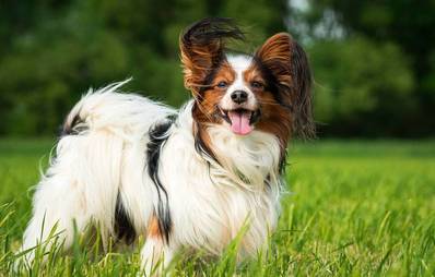 Papillon - kontinentaler Zwergspaniel