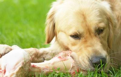 Pro & Contra: Barfen