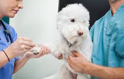 Pro & Contra: Blutspende für Tiere