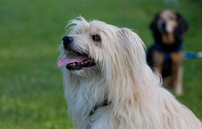 Pyrenäenschäferhund (Hunderasse)