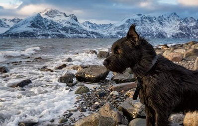 Rätselhafte Hundekrankheit in Norwegen und Norddeutschland